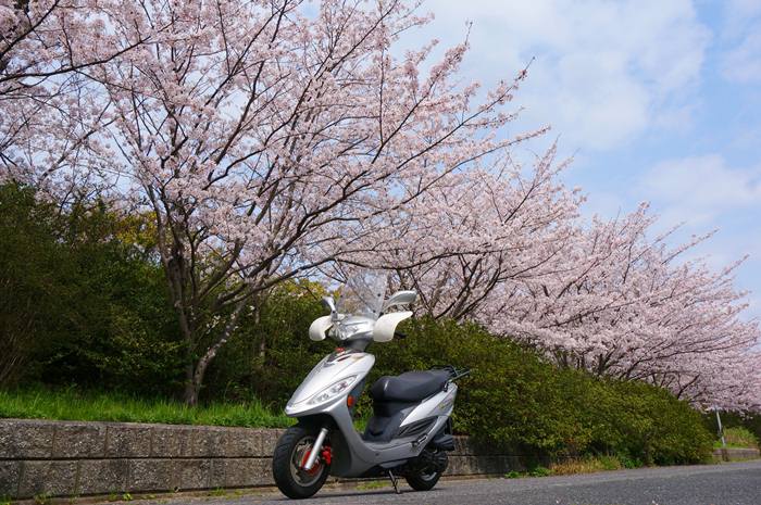 ある桜が咲いた日.JPG