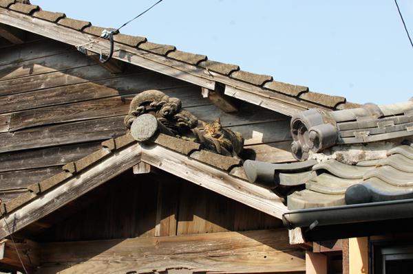 屋根に猫.JPG
