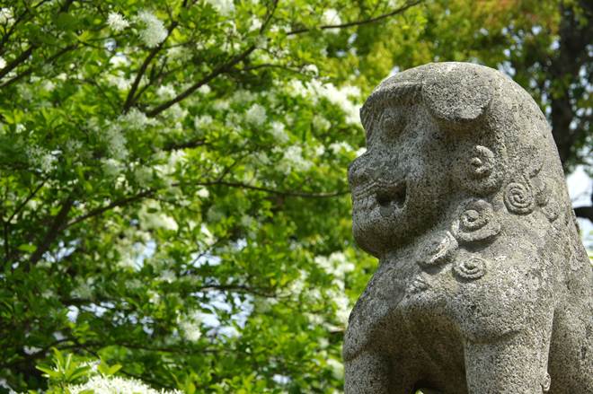 岡湊神社の狛犬.JPG