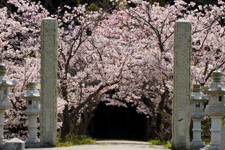 近所の桜のトンネル.JPG